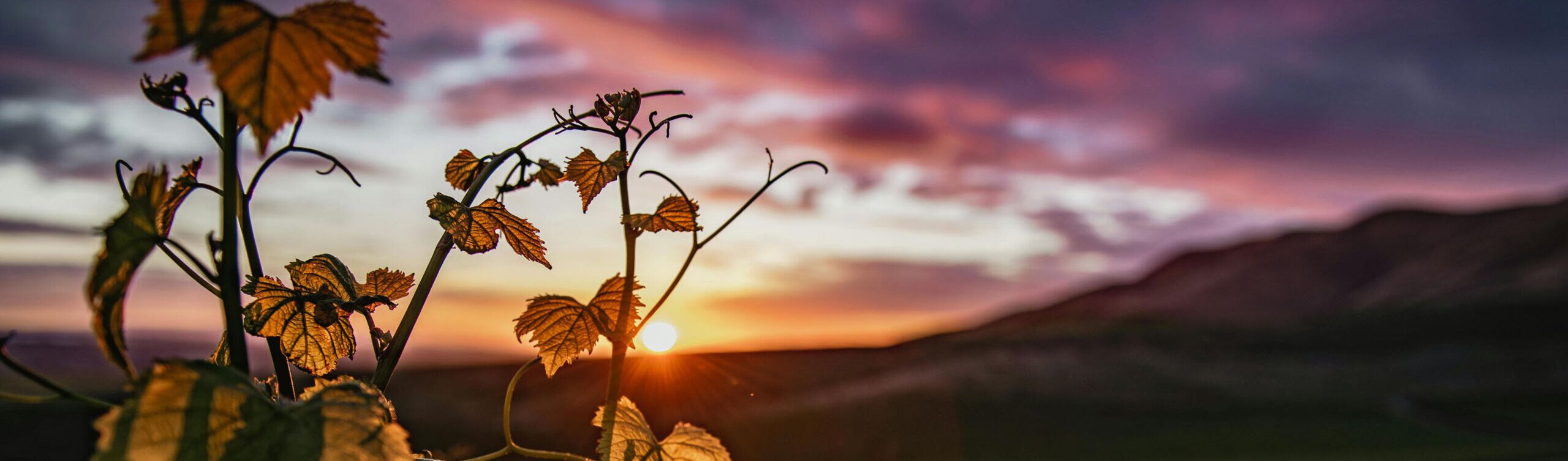 foglie vigna vigna al tramonto