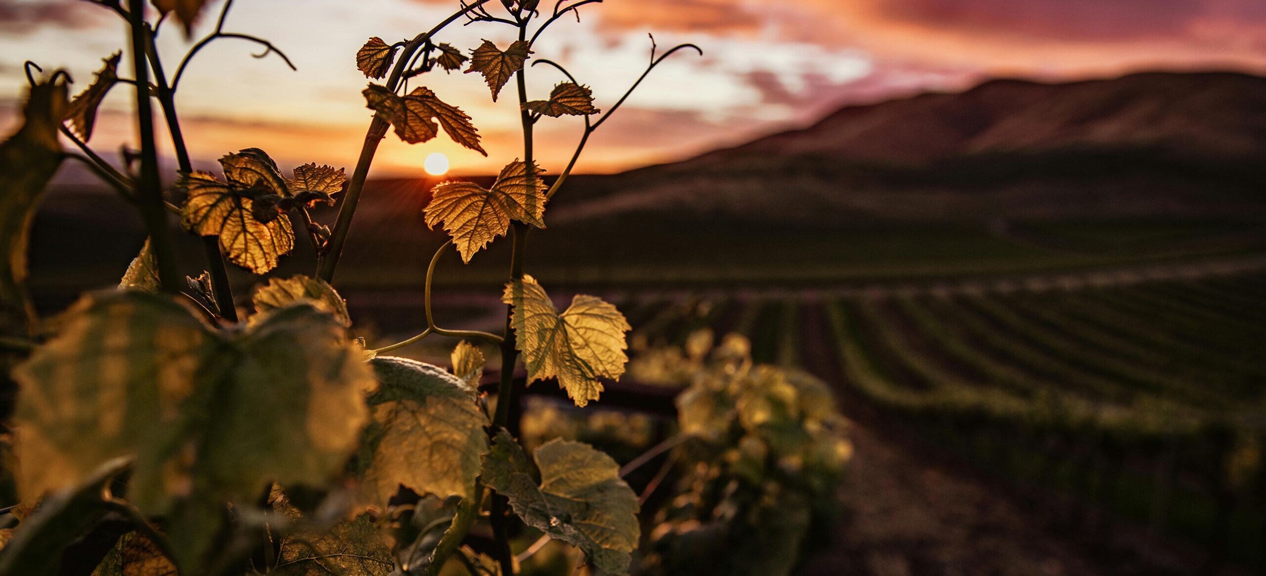 vigna al tramonto vigna e foglie