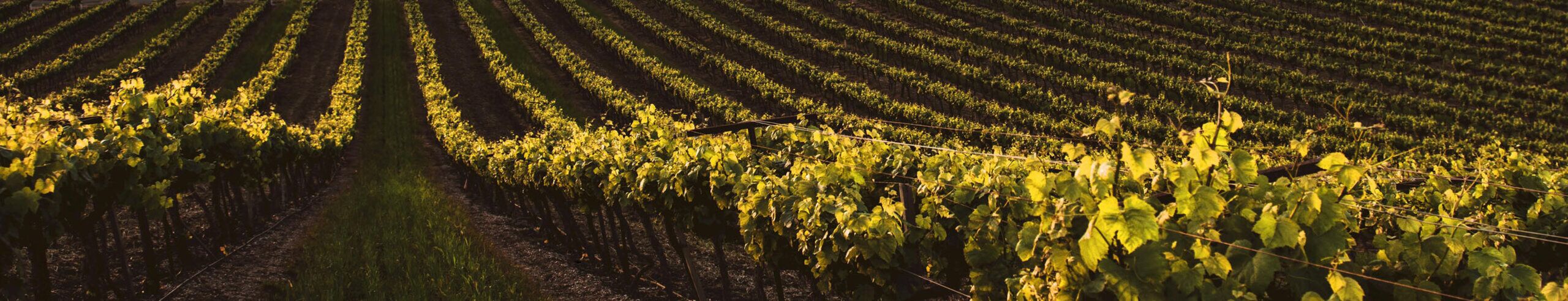 vigna vigna in collina